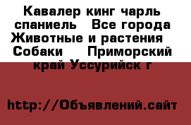 Кавалер кинг чарль спаниель - Все города Животные и растения » Собаки   . Приморский край,Уссурийск г.